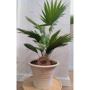 Palma Livistona rotundifolia
